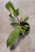 Florida Green Philodendron